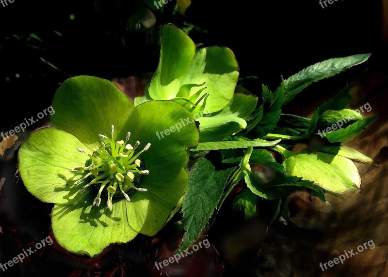 Hellebore Flower Green Spring Helleborus