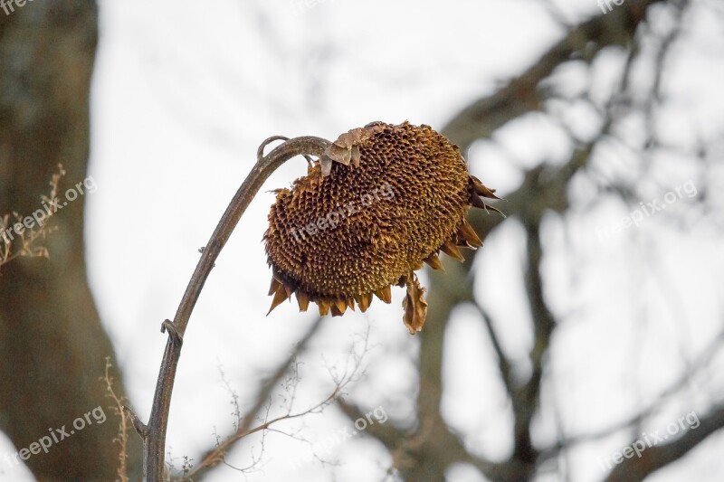 Sunflower Nature Welck Faded Sunflower Bud