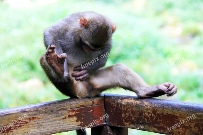 Zhangjiajie Monkey Scratching Free Photos