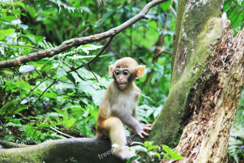 Zhangjiajie Monkey Trees Free Photos