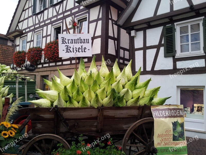 Herb Cabbage Festival Stuttgart Free Photos