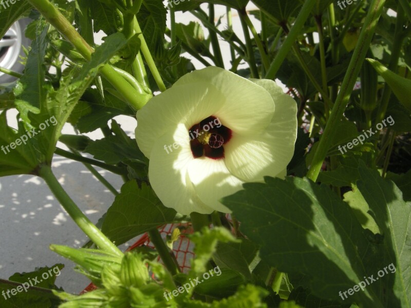 Okra Flower Ladies' Fingers Bhendi Nature