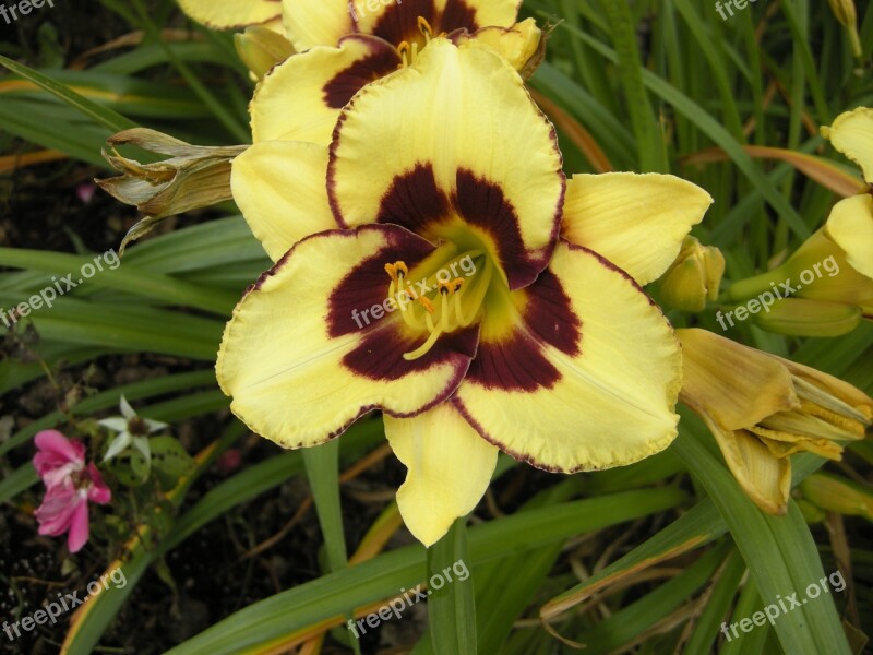 Yellow Lily Flower Nature Manitoba