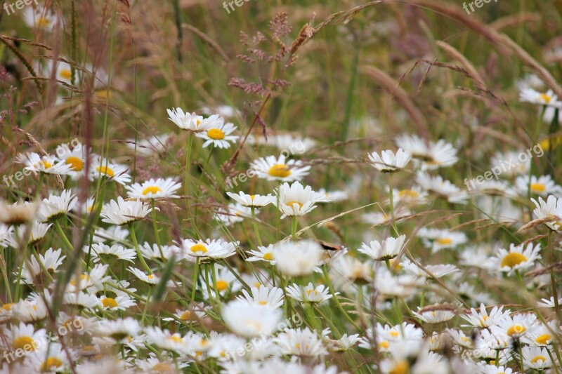 Daisies Meadow White Meadow Margerite Wild Flowers