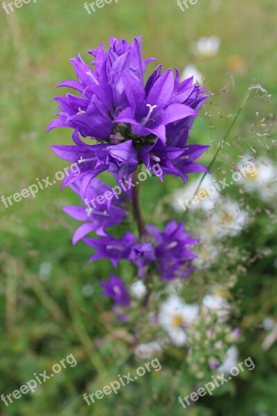 Bellflower Pointed Flower Flower Blossom Bloom