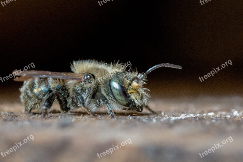 Osmia Mason Bee Wild Bee Solitary Bee Bee