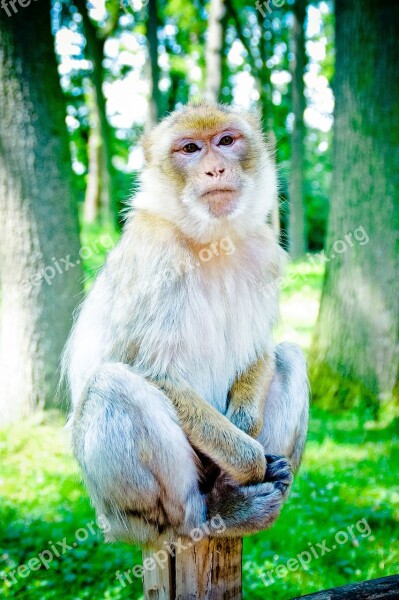 Barbary Ape Mahogany Makake Macaque Species Monkey