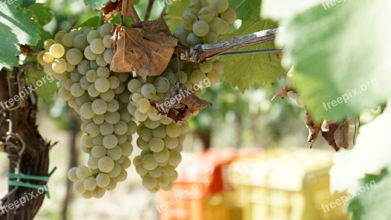 Grapes Wine Vinotoscano Paesaggitoscani Tuscany