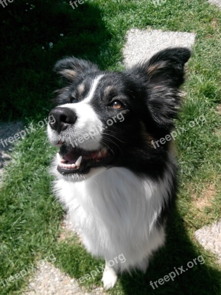 Cane Dog Dogs Canedapastore Border Collie