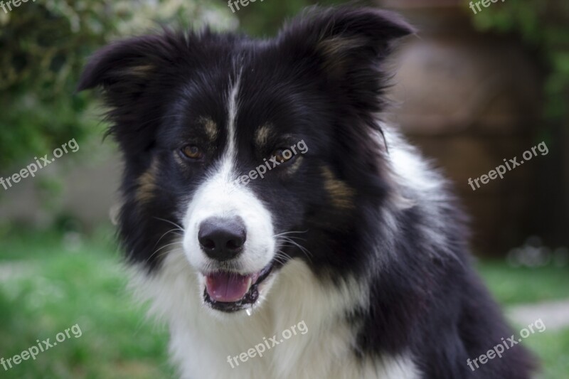 Dog Cane Canedapastore Border Border Collie