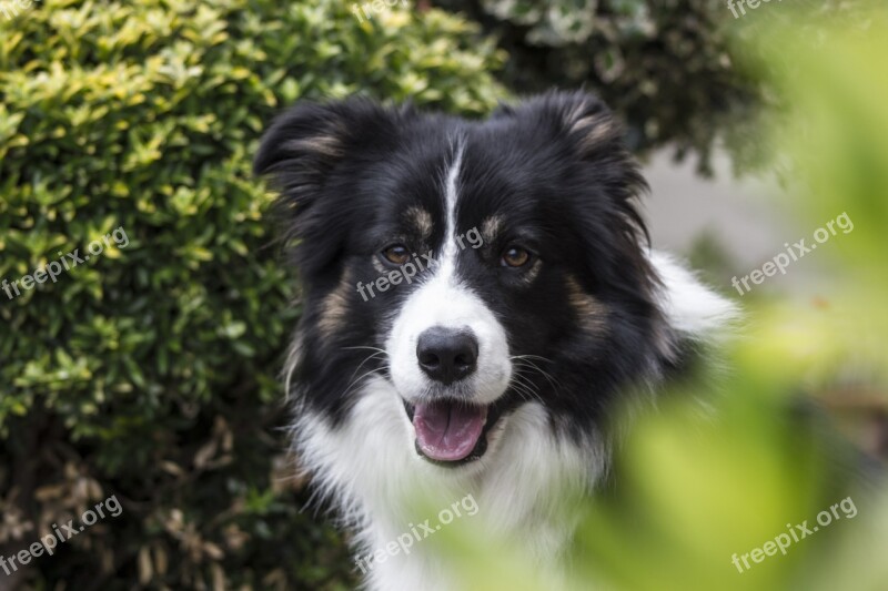 Dog Cane Canedapastore Border Border Collie