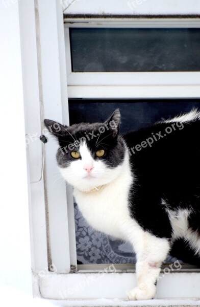 Cat Black And White Cat Pet Domestic Animal