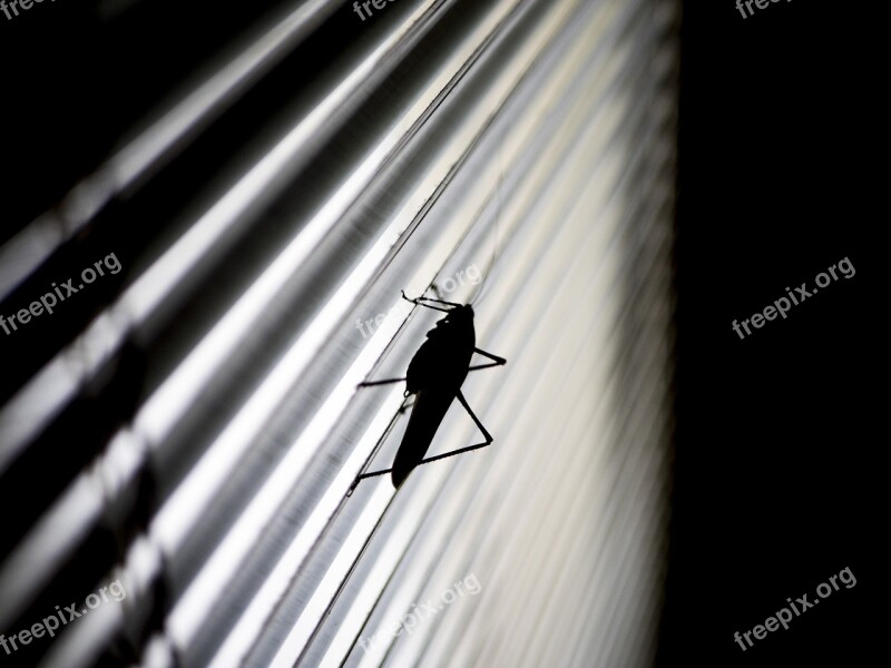 Grasshopper Silhouette Blinds Black Nature