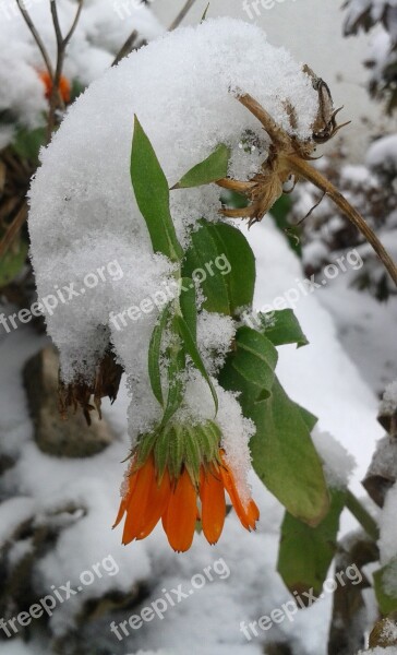 Snow Winter Snowy Flower Marigold