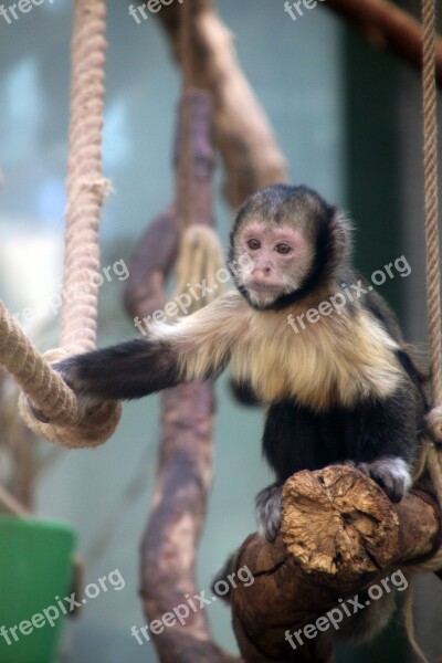 Monkey Animal Fur Rope Zoo