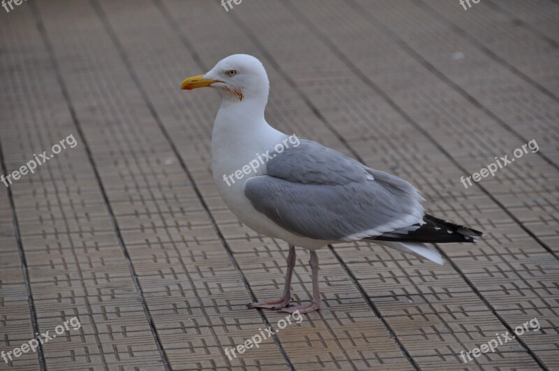 Seagull Dyke Sea Bird Dirt