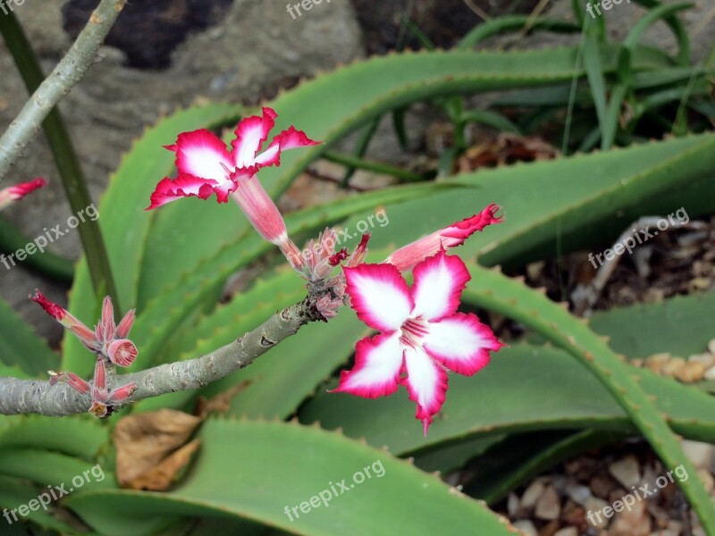 Africa Flower Flora Vivid Nature