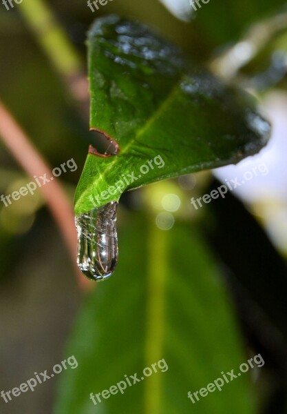 Winter Water Ice Cherry Laurel Nature