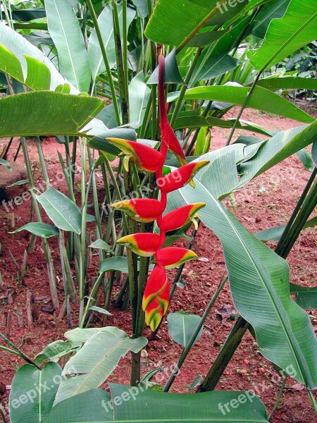 Sri Lanka Heliconia Flower Exotic Red