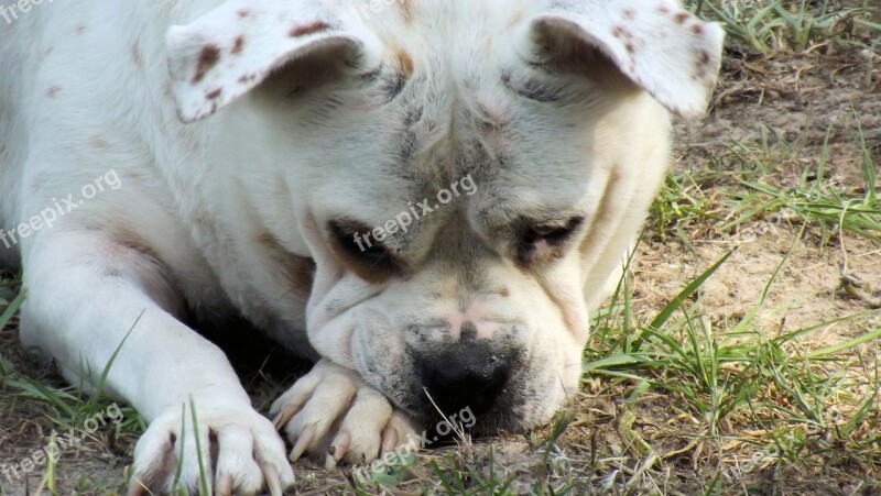 Bulldog Curious Paca Inquisitive White