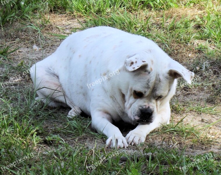 Bulldog Curious Paca Inquisitive White