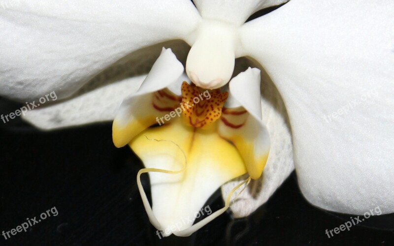 Orchid Orchid Greenhouse Orchidaceae White Yellow Blossom