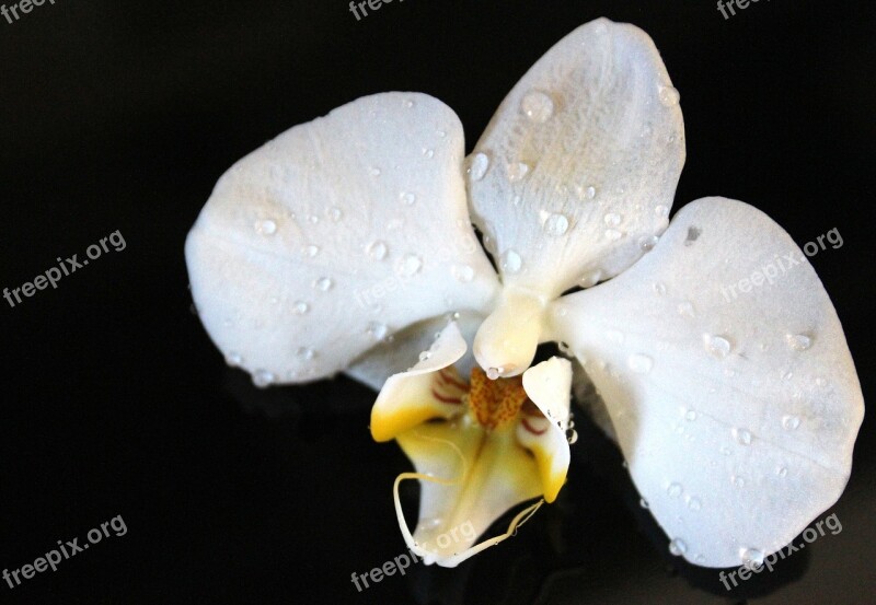 Orchid Orchid Greenhouse Orchidaceae Blossom Bloom