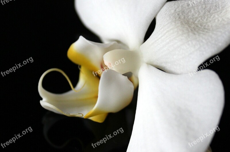 Orchid Orchid Greenhouse Orchidaceae Blossom Bloom