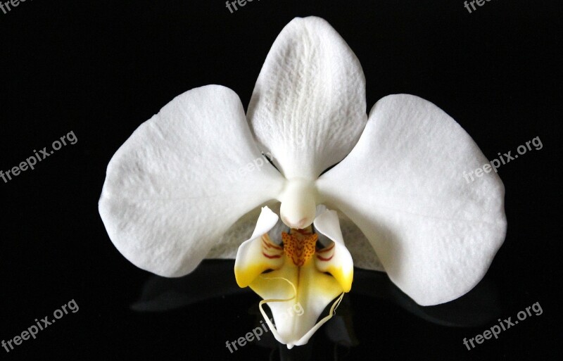 Orchid Orchid Greenhouse Orchidaceae White Yellow Blossom