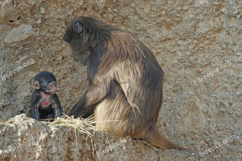 Dschelada Monkey Primate Mammal Mother