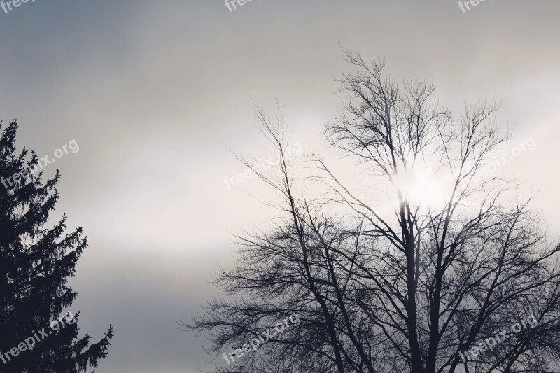 Trees Backlighting Sun Clouds Sky