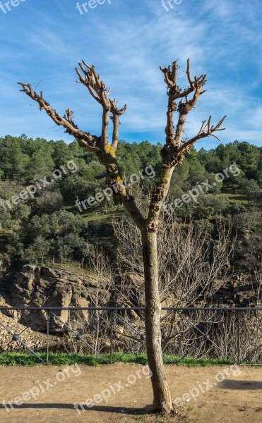 Tree Loneliness Landscape Nature Peaceful