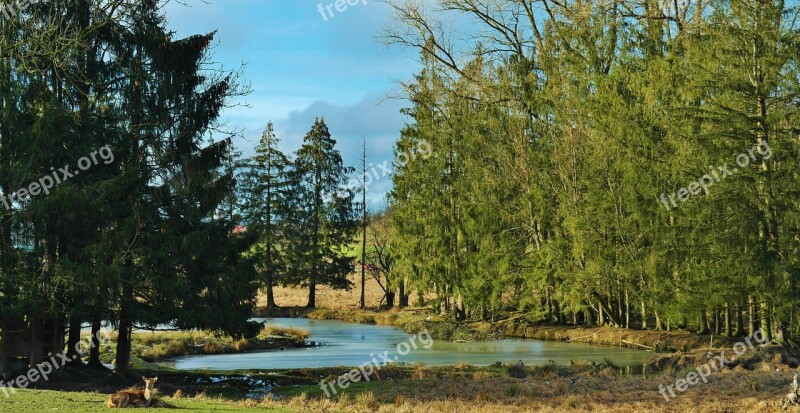 Landscape Trees Forest Lake Bank