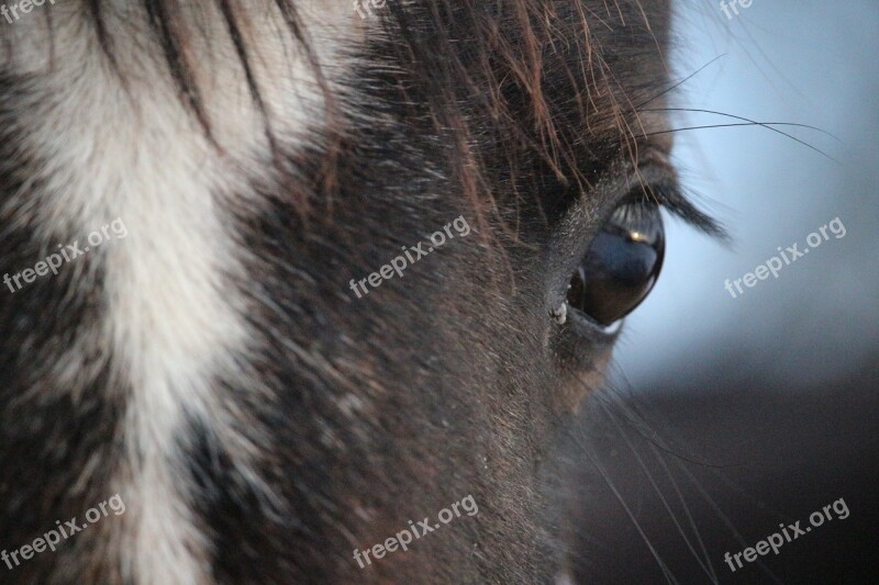 Horse Eye Horse Eye Blaze Brown Mold