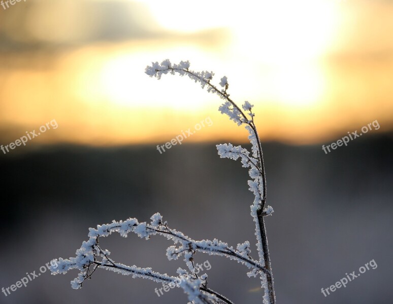 Frost Hoarfrost Winter Ice Eiskristalle