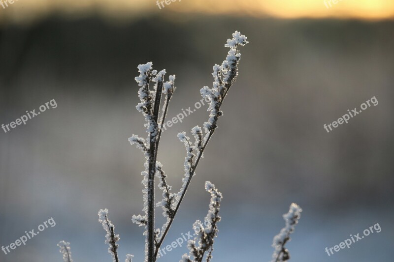 Frost Hoarfrost Winter Ice Eiskristalle