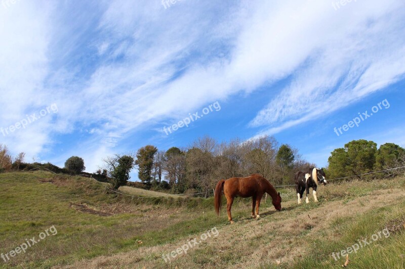 Horses Animals Field Nature Four Legged