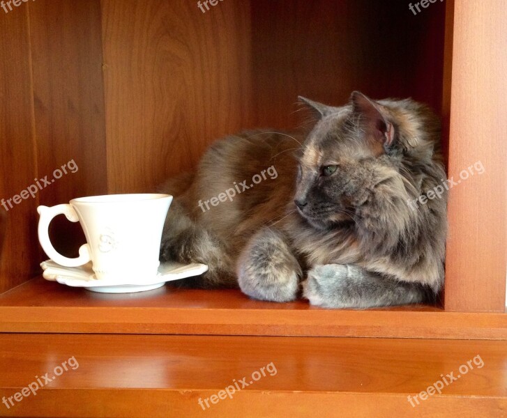 Cat Tea Warm Fuzzy Comfortable