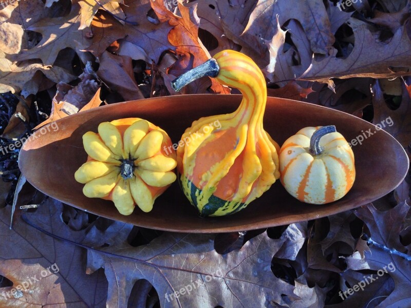 Gourd Autumn Harvest Fall Leaves