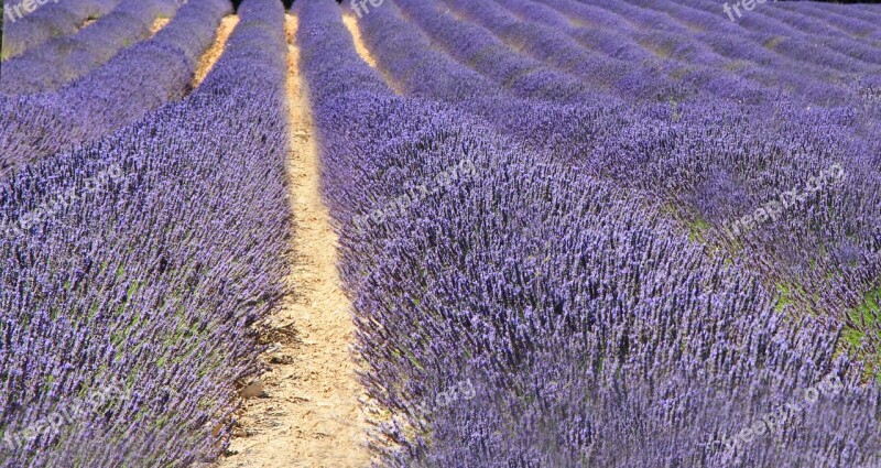 France Lavender Summer Garden Provence