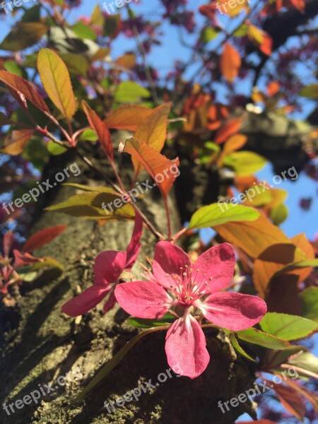 Bud Flower Tree Violet Field