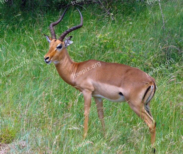 South Africa Antelope Hluhluwe Umfolozi Animal Park Wild