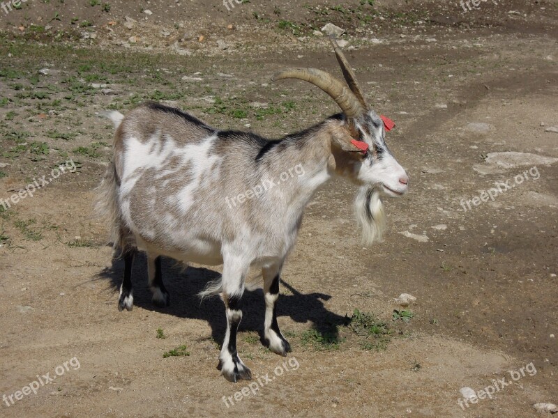 Goat Animal The Horns Beard Claus