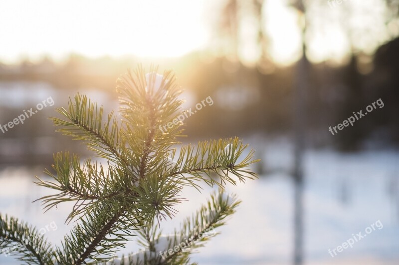 Branch Sunlight Sunny Snow Nature