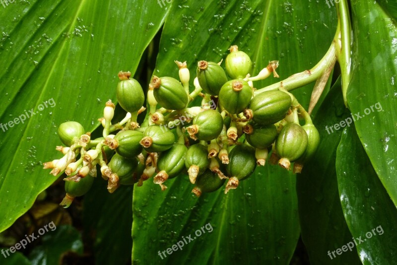 Coffee Plant Green Coffee Nature Rainforest Caribbean