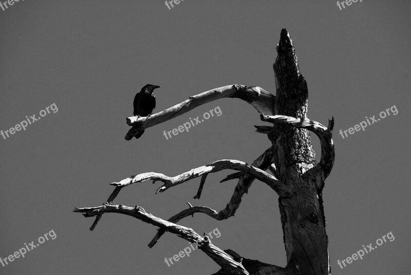 Crow Black Bird Wildlife Animal Nature