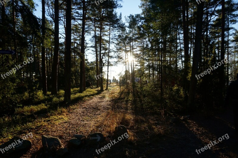 Forest Tree Environmental Nature Light