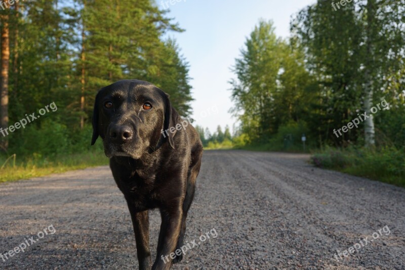 Labrador Dog Walk Dirt Road Country