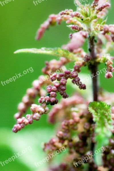 Nettle Seeds Stinging Nettle Nettle Seeds Wild Herbs