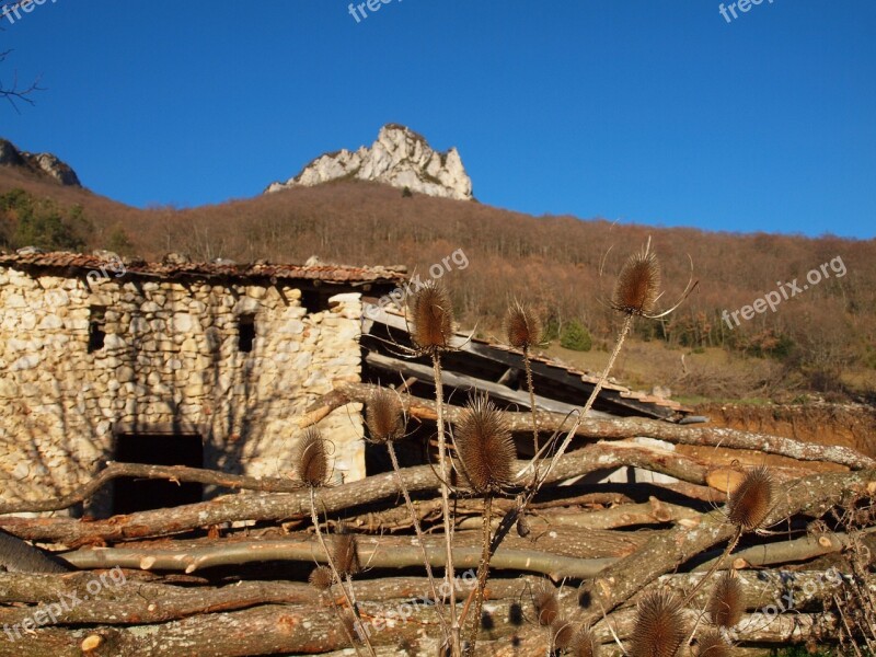 Thistle Trunk Tree Nature Sheepfold